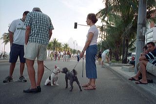 A grey poodle and a french bulldog sniff each other while their owners stand by on Rio's Ipanema beach